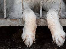 Ветклинику в Подмосковье обвинили в смерти животных