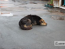 Суз признал бездействие властей Оренбурга в ситуации с бездомными животными
