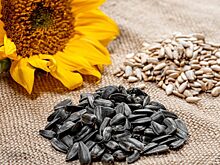 Врач объяснил, чем полезны семечки