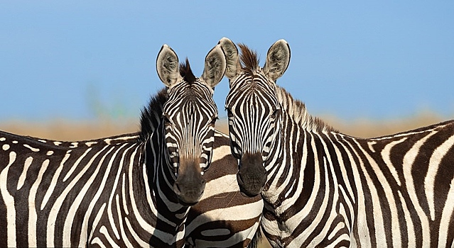 Две зебры или одна: новая оптическая иллюзия обескуражила соцсети