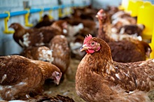 Чума и птичий грипп: на Дону призвали усилить режим закрытого типа на предприятиях животноводства