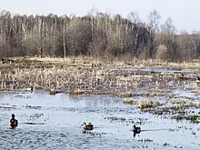 Биостанция в нацпарке «Лосиный остров» изменит график работы