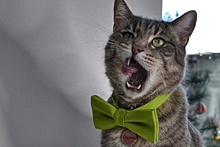 Как уличный кот из Зеленоградска стал блогером и лицом рекламной кампании