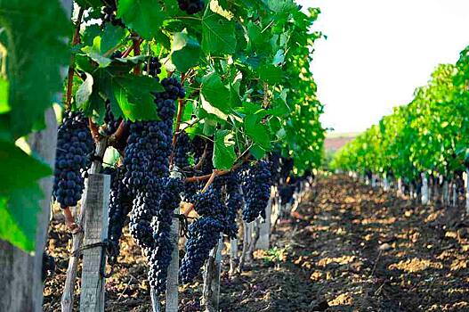 Винные сорта винограда производить в Крыму нерентабельно – эксперт