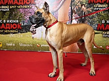 Дог Мармадюк, Владимир Маркони, Нелли Ермолаева и другие  гости премьеры мультфильма «Мармадюк»