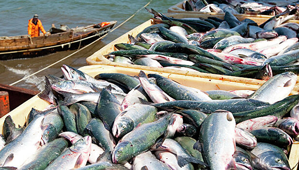 Доля фальсификата на рынке рыбы составляет 50%