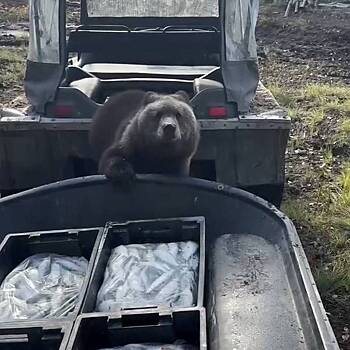 Медведь отказался от вкусного обеда, дал себя погладить и попал на видео
