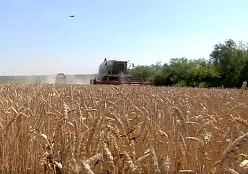 Аграрии Самарской области собрали более 600 тонн зерна