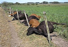 Жителей Краснодарского края кормят зараженным мясом