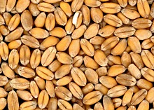 Ставка экспортной пошлины на пшеницу составит  $91