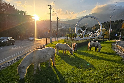 В Ялте пони чуть не устроили транспортный коллапс на въезде в город