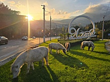 В Ялте пони чуть не устроили транспортный коллапс на въезде в город