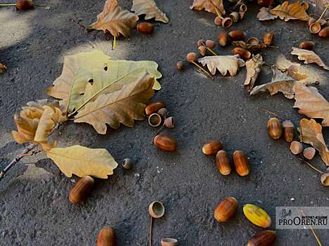В Оренбурге сохраняется поздняя осень
