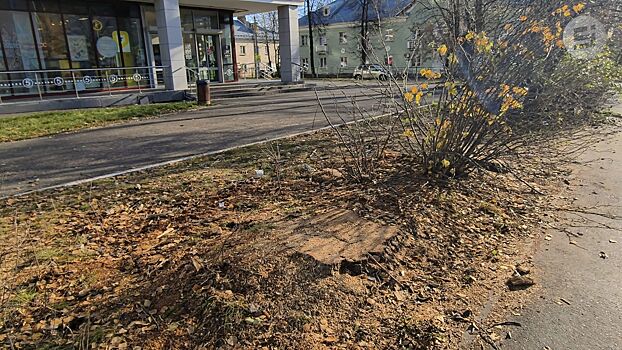 «Были гнилые»»: в администрации Ижевска прокомментировали рубку берёз на улице Орджоникидзе