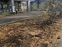 «Были гнилые»»: в администрации Ижевска прокомментировали рубку берёз на улице Орджоникидзе