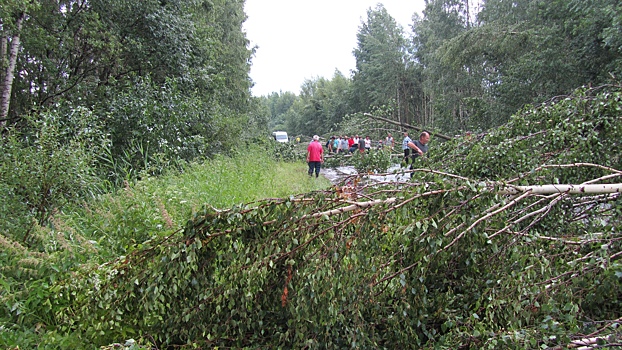 В Рыбинском районе дороги завалило деревьями: видео