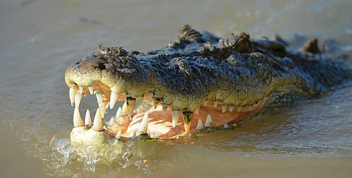 Крокодил заживо съел подростка на Филиппинах