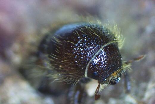 В сибирские леса прибыл новый инвазивный вредитель – союзный короед