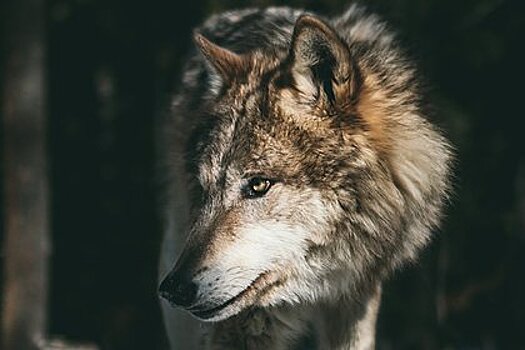 Власти попросили спрятать детей от гуляющего по российскому поселку волка