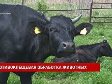 На Дону начали противоклещевую обработку скота и домашних животных
