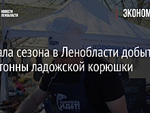 В Ленобласти выловили 1,2 тысячи тонн ладожской корюшки с начала сезона