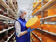 Подмосковье на четверть нарастило производство сыра в конце 2023 года