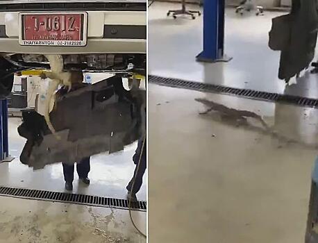 Тайские механики вызволили из заточения варана, спрятавшегося под двигателем автомобиля