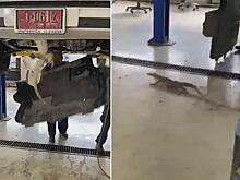 Тайские механики вызволили из заточения варана, спрятавшегося под двигателем автомобиля