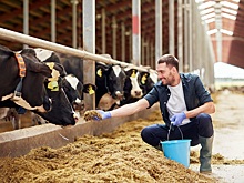 Животноводов призвали поучаствовать в разработке правил бонитировки скота