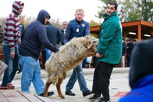 В Казани определили 25 мест для забоя жертвенных животных