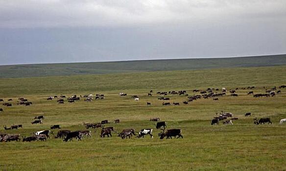 На Ямале прокомментировали возможность заражения оленей коронавирусом