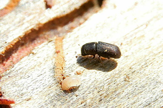 В Совфеде предложили разделить пестициды на химические и биологические