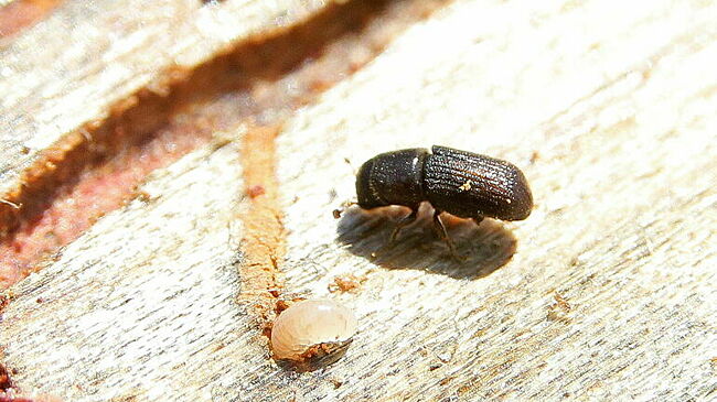 В Совфеде предложили разделить пестициды на химические и биологические