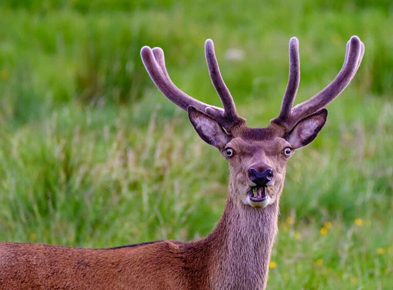 "Эй, ты, я тебя вижу!"