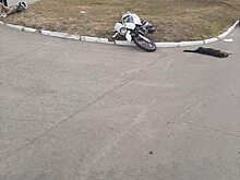 Под Саратовом мотоциклист сбил собаку и попал в больницу