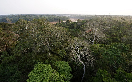 Леса Амазонки переходят в новый климатический режим