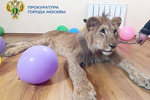 Конфискованных в Москве львов незаконно использовали для фотосессий