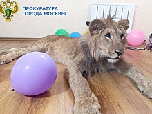 Конфискованных в Москве львов незаконно использовали для фотосессий