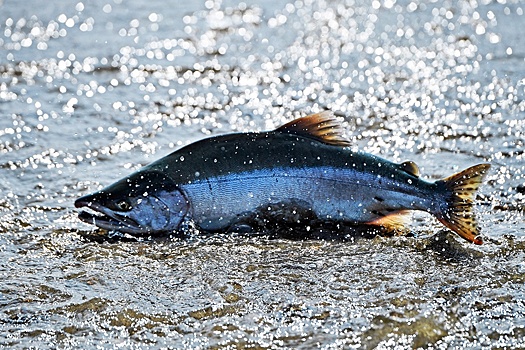 В российских НОЦ реализуются десятки проектов по медицине