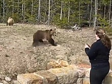 Американка сфотографировала медведя и попала в тюрьму