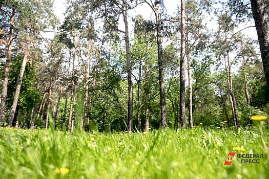Сотрудники «Башнефти» высадили 3,4 млн деревьев