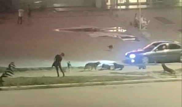 На видео попал момент нападения собаки на прохожего в Камышине