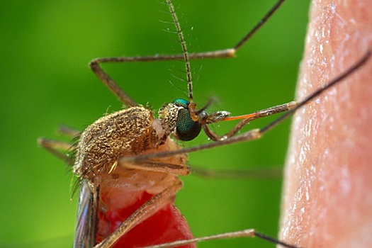 Комар в Крыму в первый раз заразил человека червями-гельминтами