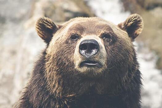 Медведь выгнал туристов-нелегалов на Алтае