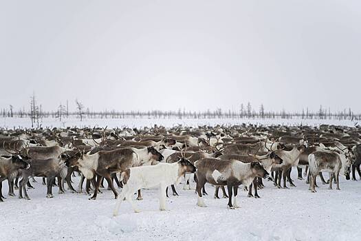 Китайцы задумались о покупке российских северных оленей