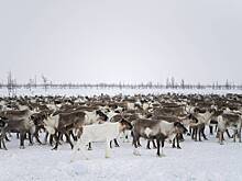 Китайцы задумались о покупке российских северных оленей