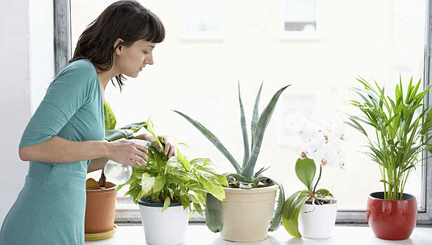 Комнатные растения научат обнаруживать в домах опасные газы и плесень