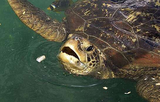 В Китае умерла самая редкая в мире черепаха