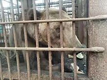 В Сочи почти завершен вольер для медведя Винни из зоопарка-концлагеря