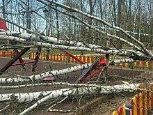 В Красногорске из-за сильного ветра дерево упало на двухлетнюю девочку